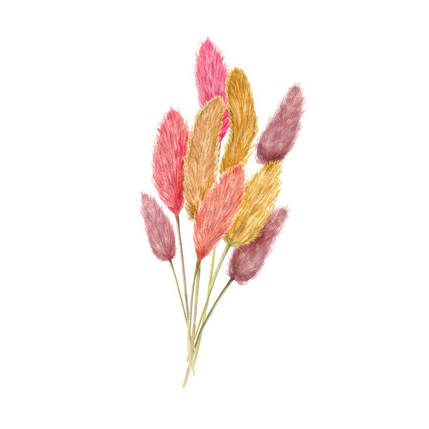 一束五颜六色的拉古草。白色背景上孤立的蓬松的干植株。用于婚礼设计，标签，明信片，问候的水彩插图图片下载