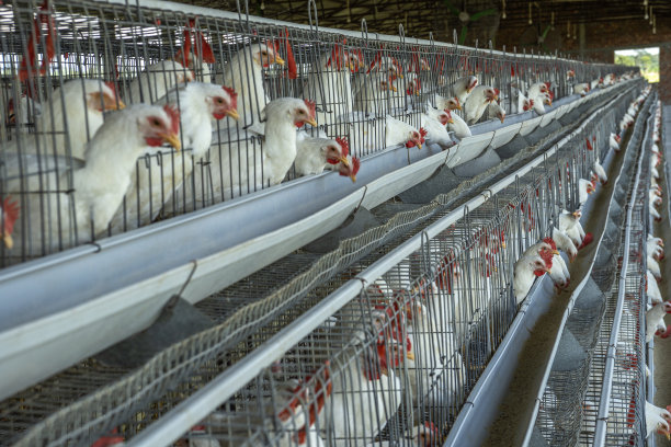 家禽养殖场工厂鸡舍里的白鸡图片下载