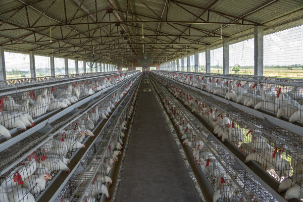 家禽养殖场工厂鸡舍里的白鸡图片下载