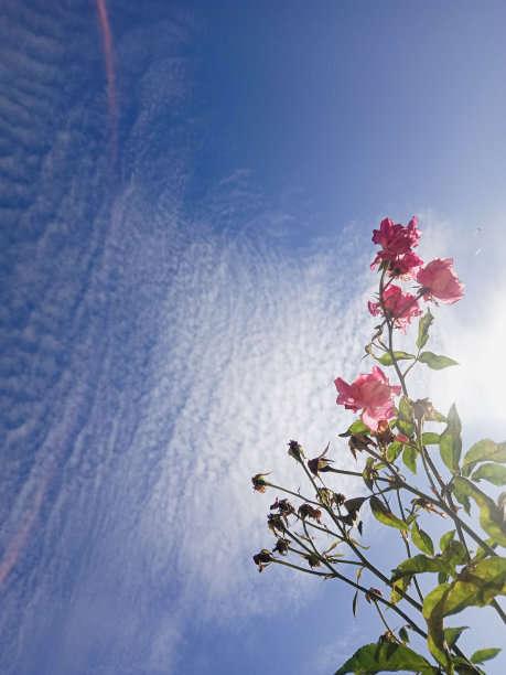 蓝色天空背景上的粉色玫瑰图片下载