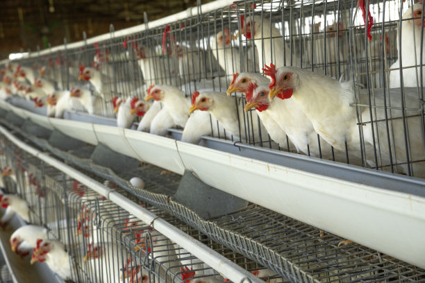 家禽养殖场工厂鸡舍里的白鸡图片下载