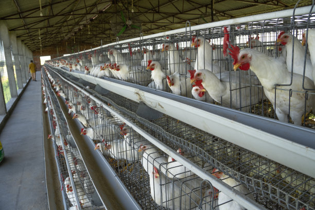 家禽养殖场工厂鸡舍里的白鸡图片下载