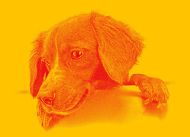 可爱的混合品种小狗图片下载