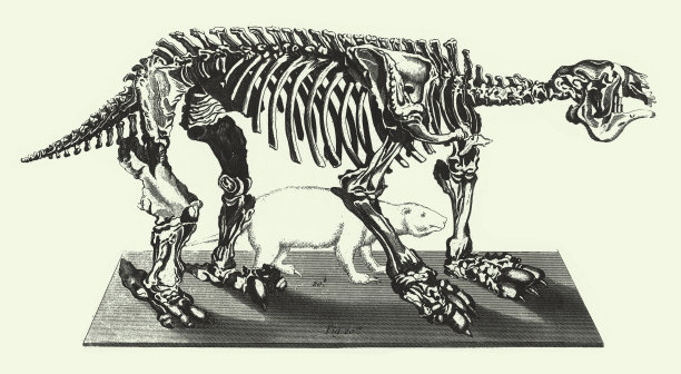 化石和骨骼雕刻古董插图，1851年出版图片下载