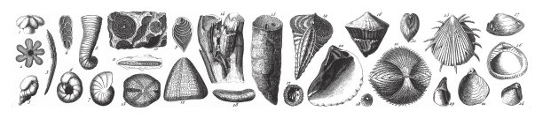 白垩纪系统的化石，化石，骨骼和矿砂雕刻古董插图，出版于1851年图片下载