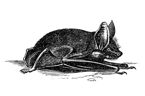 普通蝙蝠图片下载