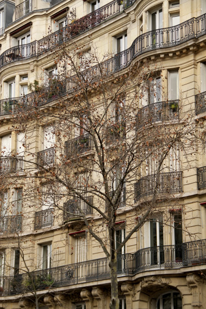 冬天的树图片下载