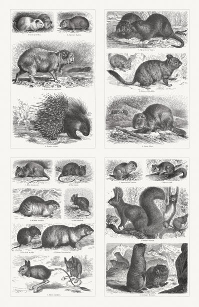 啮齿动物，木刻，出版于1897年图片下载