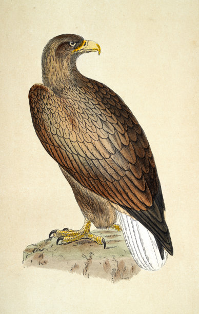 厄恩，白尾鹰，白斑鹰，猛禽，野生动物，鸟类，艺术，19世纪图片下载
