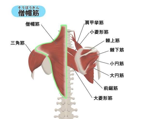 说明背部肌肉部位的位置图片下载