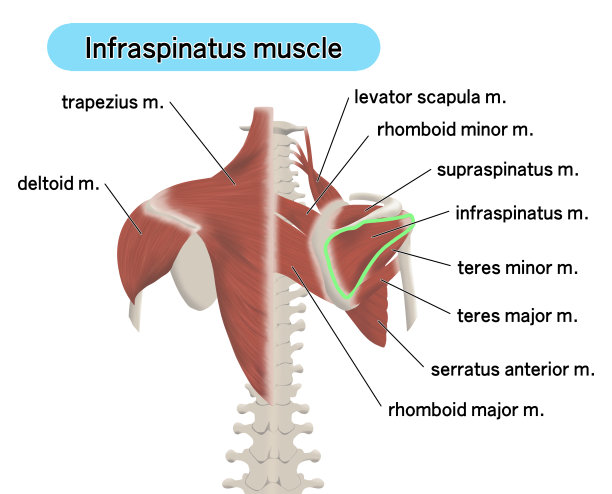 说明背部肌肉部位的位置图片下载