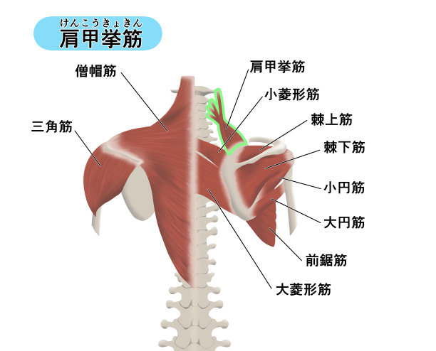 说明背部肌肉部位的位置图片下载