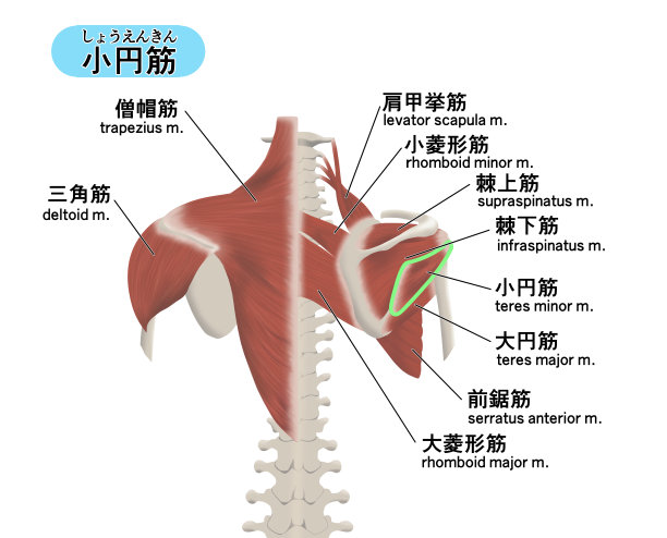 说明背部肌肉部位的位置图片下载