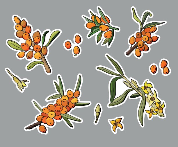 沙棘贴纸套装。卡通风格。图片下载