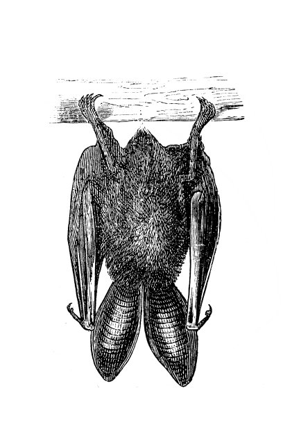 棕色大耳蝠，棕色长耳蝠图片下载