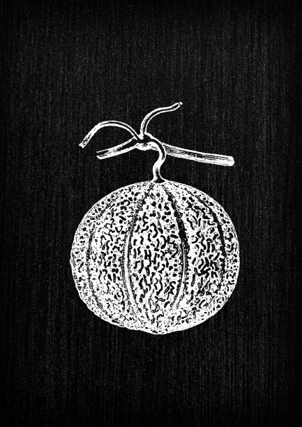 植物学蔬菜植物古董雕刻插图:阿灵顿瓜，香橼瓜图片下载