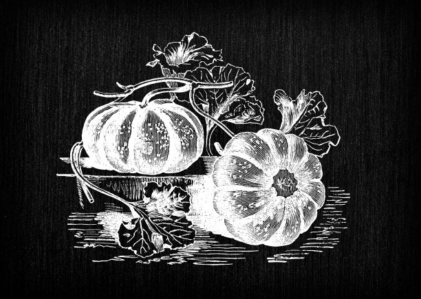 植物学蔬菜植物仿古雕刻插图:沃克鲁兹瓜图片下载