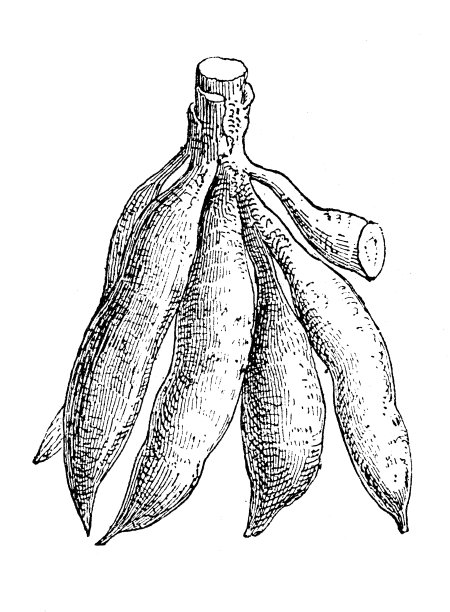 古色古香插图:木薯，木薯，尤卡图片下载