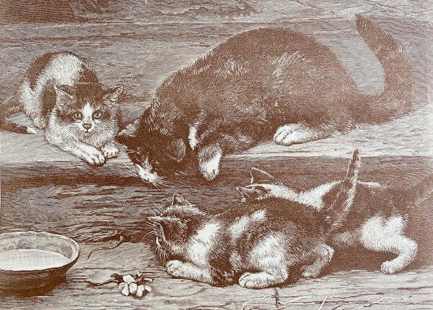 猫观察躲在暗处的老鼠的尾巴图片下载