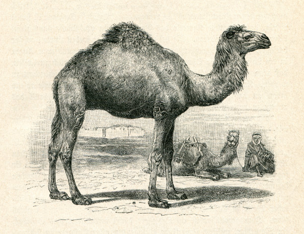 沙漠中的阿拉伯单峰骆驼图片下载