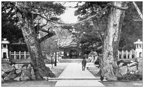 日本古色古香的旅行照片:百岁树图片下载