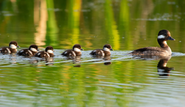 鸭妈妈和小鸭们在芦苇丛里的水里。图片下载