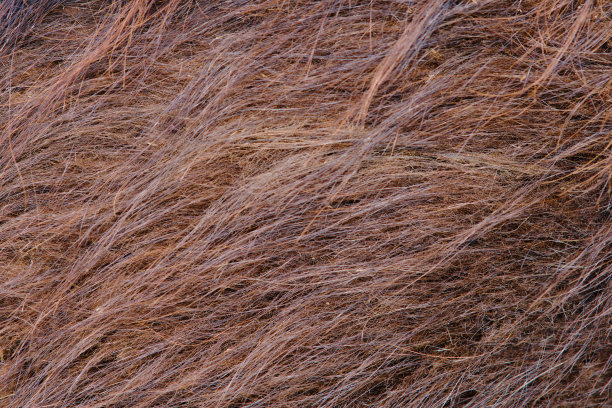 背景为米色羊驼毛，质地为棕色羊驼毛图片下载