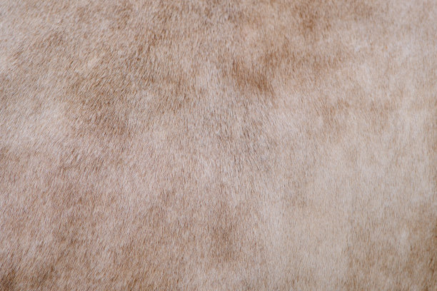 背景为米色牛毛皮，纹理为棕色小牛毛图片下载