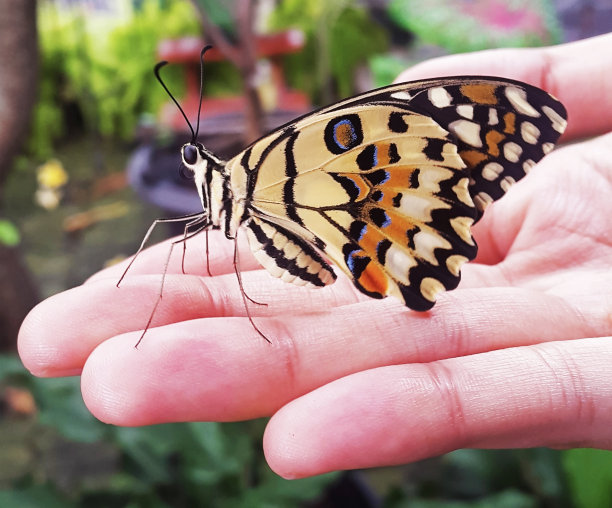 蝴蝶在手图片下载