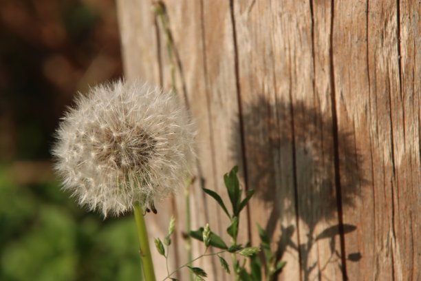 Nieuwerkerk aan den IJssel公园里未栽培的蒲公英植物图片下载