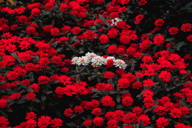 白色的菊花在红色的一朵图片下载