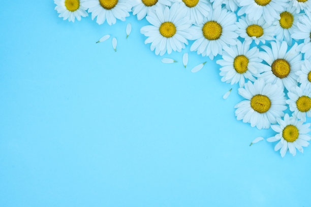 白色洋甘菊花在蓝色背景的组成。图片下载