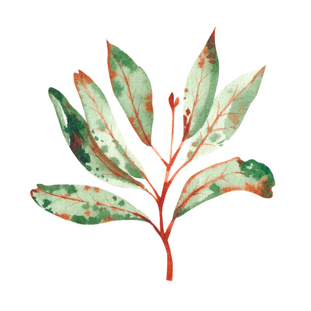 水彩画绿枝带叶图片下载