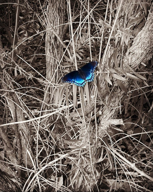 在大自然中晒太阳的蓝蝴蝶图片下载