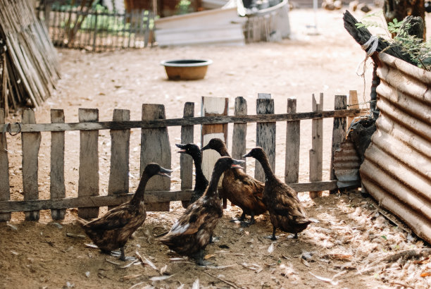 亚洲的养鸭图片下载