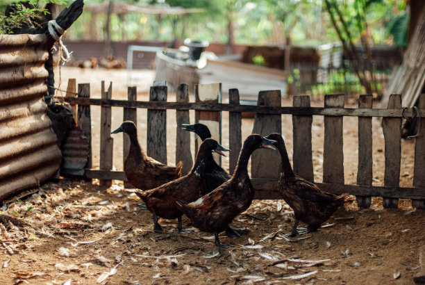 亚洲的养鸭图片下载