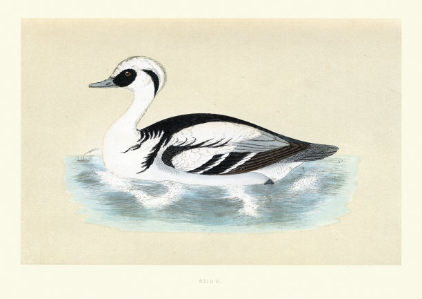 采购产品鸭，白粉蝶，鸟类，野生动物艺术版画图片下载