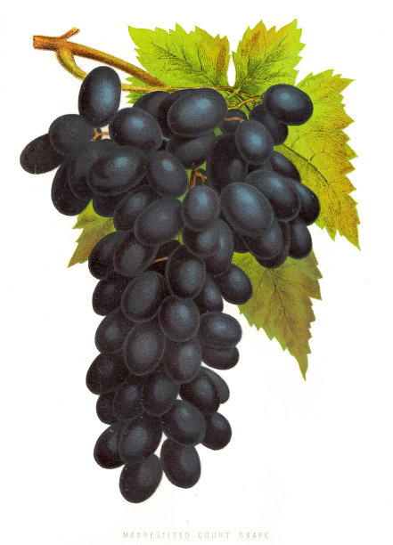 葡萄-最初印刷出的花园杂志- 1875年图片下载