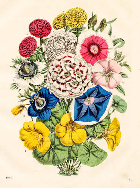 花:旱金莲、茴香、康乃馨、牵牛花、粉红仙女、少女粉、菊花——1863年《世界之书》中非常罕见的盘子图片下载