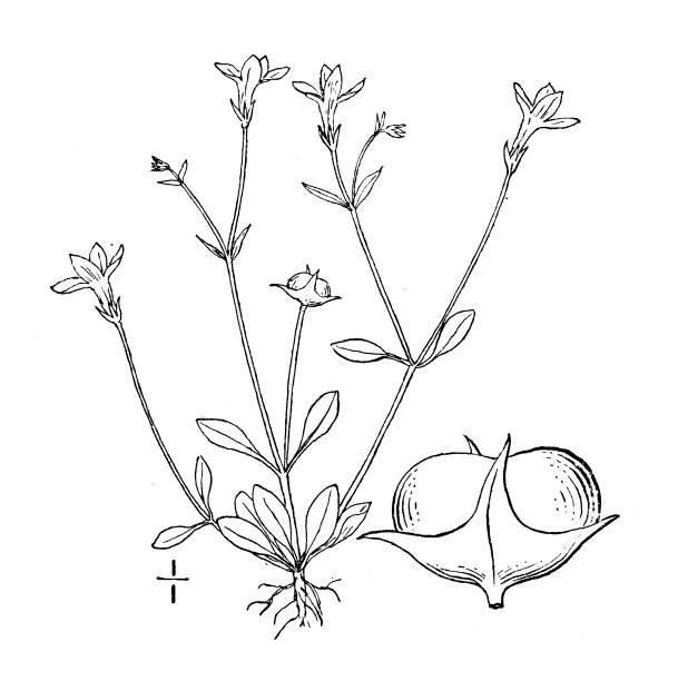 古植物学植物插图:小的小蓝图片下载