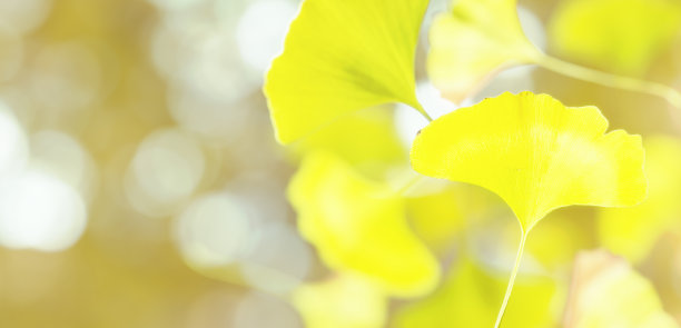 3 d演示。飘落的银杏叶。(水平)图片下载