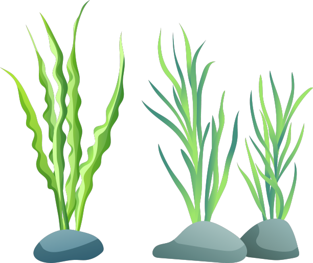 水族素描用海藻图片下载