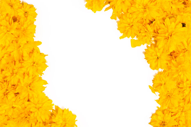 鲜花的背景。框架和边界图案的明亮的黄色花朵在白色的背景。俯视图，复制空间，花卡，花织物图案。夏春黄花盛开图片下载