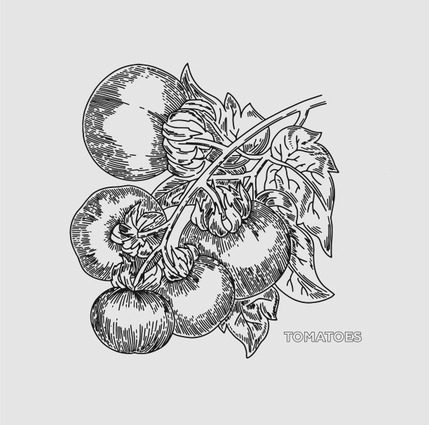 番茄在有叶子的树枝上图片下载