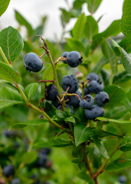 蓝莓田，近距离观察多汁的蓝莓浆果，收获季节，秋天图片下载