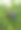 蓝莓田，近距离观察多汁的蓝莓浆果，收获季节，秋天图片下载