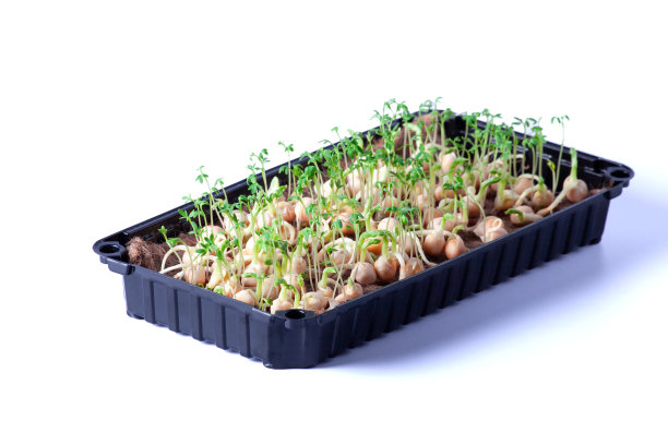 豌豆微型蔬菜的特写，有种子和根。在发芽。种子在家里发芽。素食和健康的饮食理念。发芽的豌豆种子，微型蔬菜。日益增长的豆芽。水培图片下载