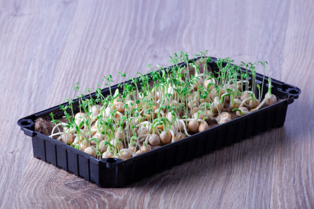 豌豆微型蔬菜的特写，有种子和根。在发芽。种子在家里发芽。素食和健康的饮食理念。发芽的豌豆种子，微型蔬菜。日益增长的豆芽。水培图片下载