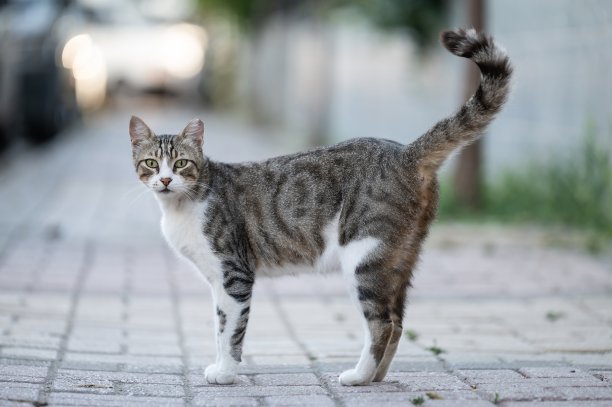 灰猫街头肖像脸看前相机在模糊的背景图片下载