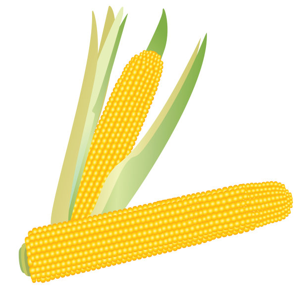 玉米棒图片下载